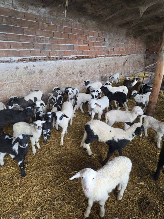 Продавам овце и агнета