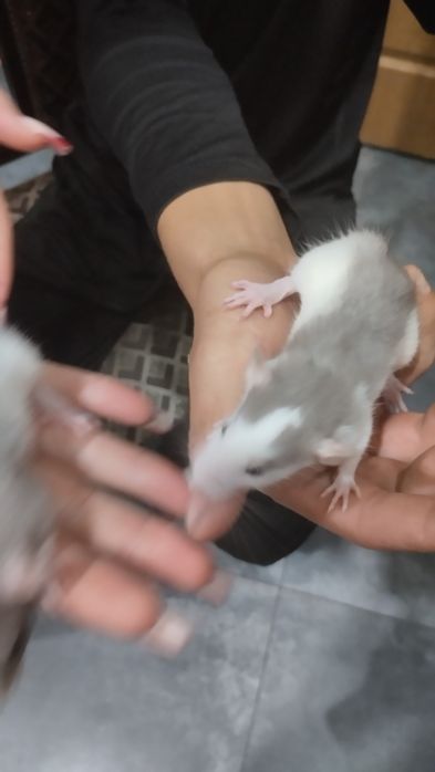 Продам крысят 1 месяц
