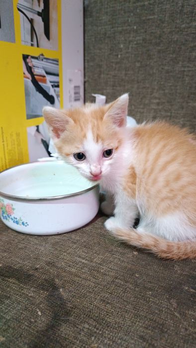 Котёнок ищет дом