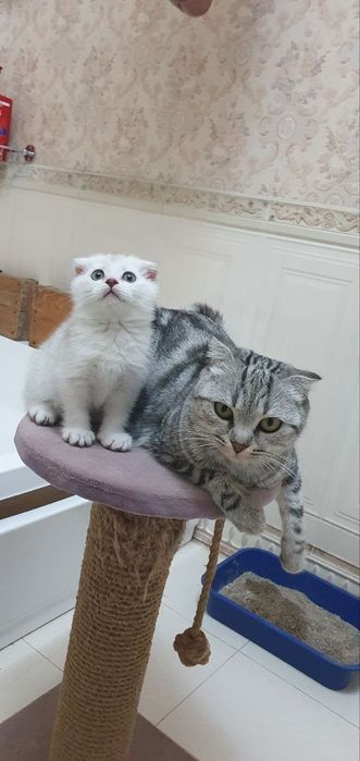 СРОЧНО! Шотландская вислоухая голубо-глазая ,,Скоттиш-фолд'' цена за в