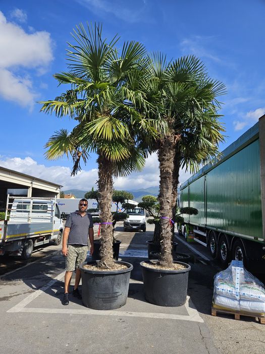 Palmierii 4/5m măslini bonsai transport gratuit