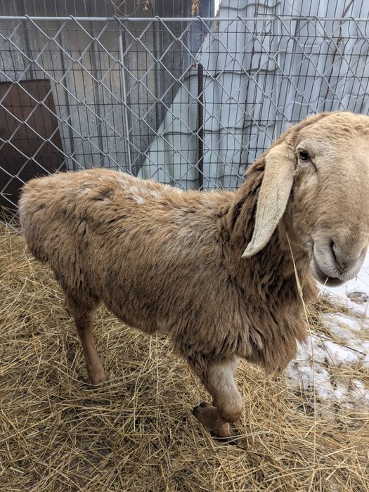 Кочкарик породы Арашан