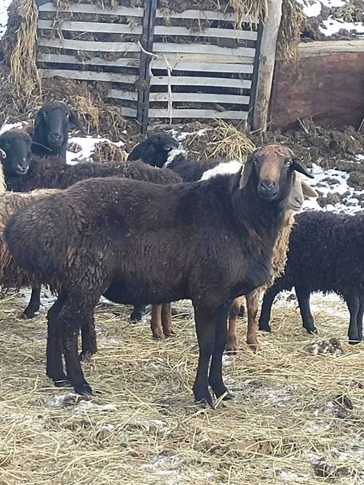 Продам гисарского  кошкара производителя