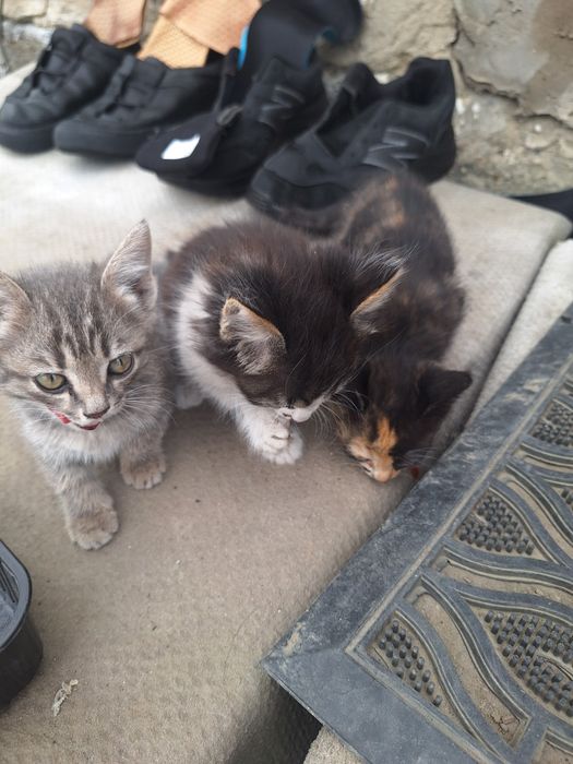 Котята бесплатно