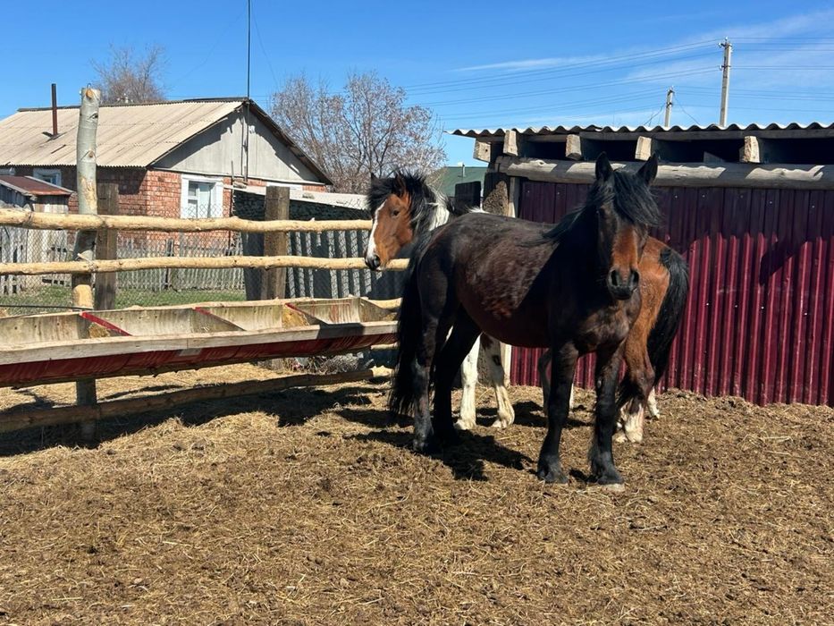 Кулынды бие, кобыла, буаз бие