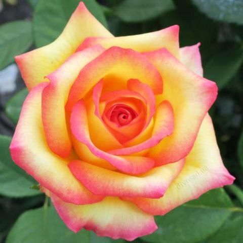 Сортовые корни роз, 1сорт