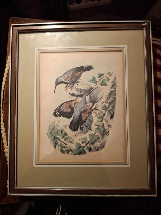 Gravura, pasarea"Fluturasul de stanca",colorata manual,1857,vezi fisa