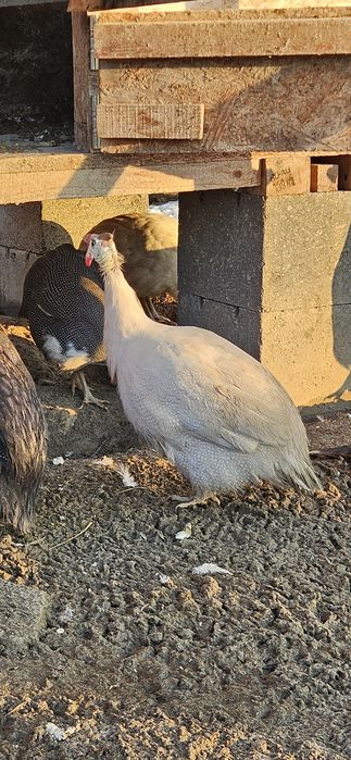 Bibilici de vânzare