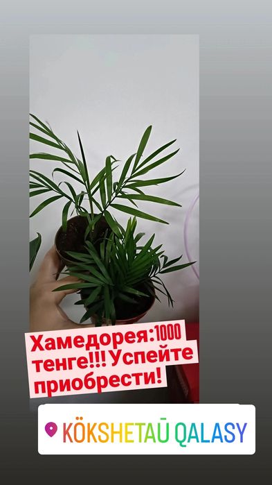 Хамедорея:1000 тенге