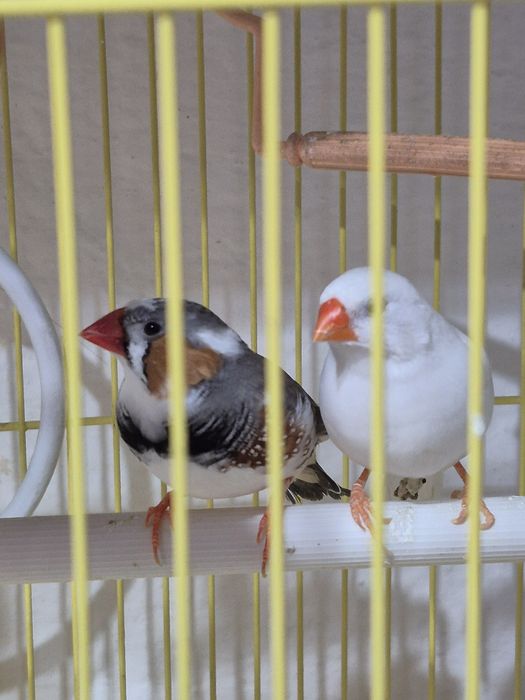 Амадины без клетки