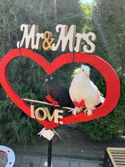 Porumbei indieni albi si negru + poste albe