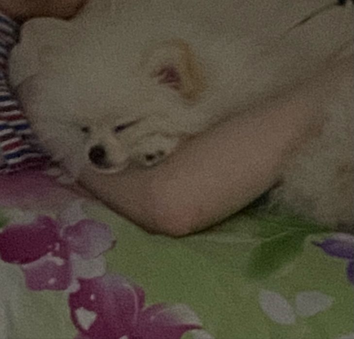 СРОЧНО!!! маленький щенок, шпиц