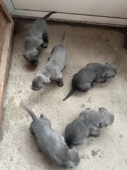 Кане корсо сиви малчовци