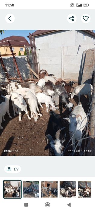 Vand capre tinere de rasa