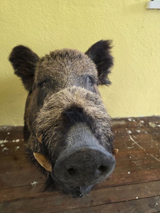 Продавам препарирано диво прасе. Глиган. Без забележки