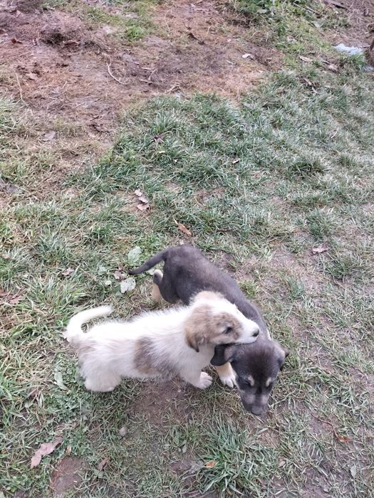 Donez Căței Ciobanesc de asia centrala cu Ciobanesc romanesc