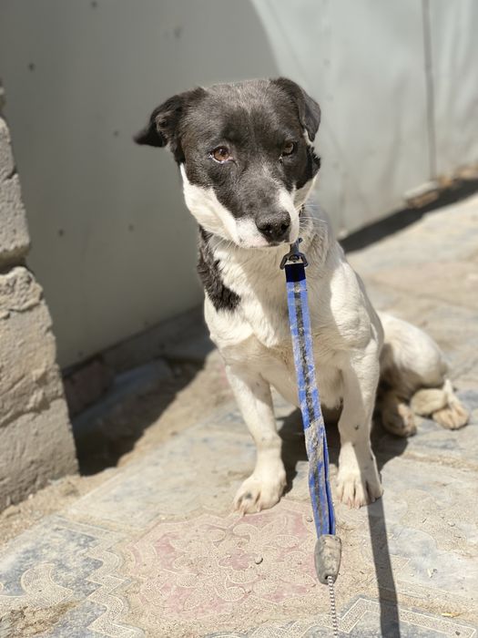 Собаки ищят дом есть доставка.