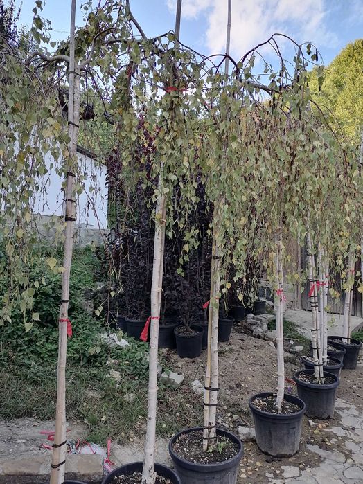 Vând mesteacăn 3-5m