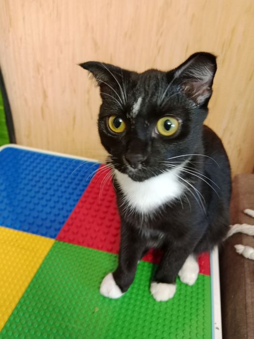 Вислоухий котенок