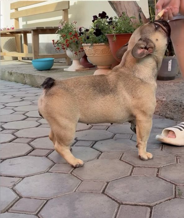 Сука французского бульдога