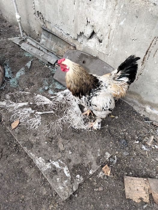 Жас қораздар сатылады