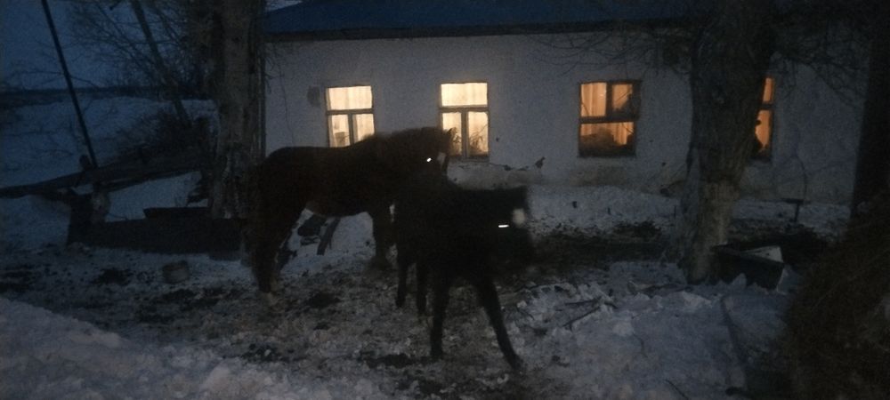 Продам лошадей кобыл