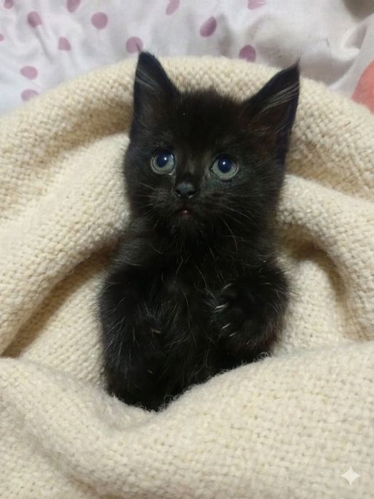 Отдам даром котят смесь с Мейн куном