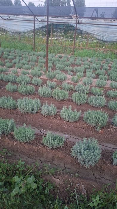 Lavanda gullari sotuvda da