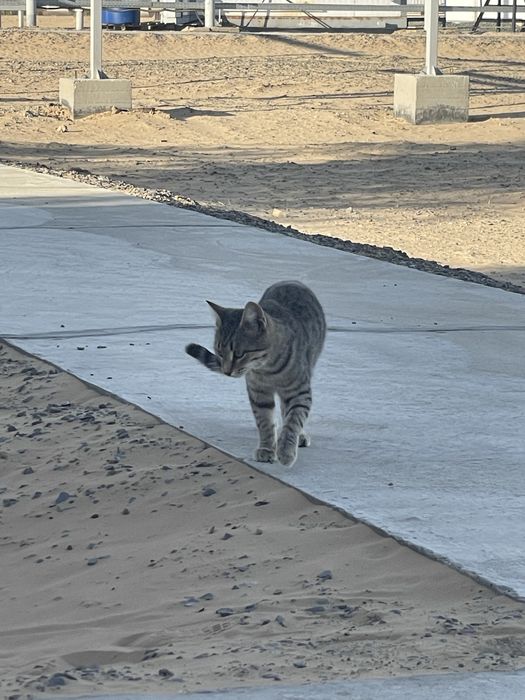 Котенок в добрые руки