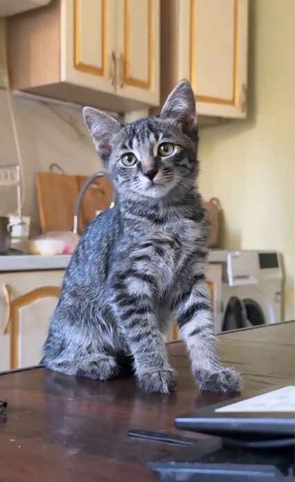 Котята пару месяцев