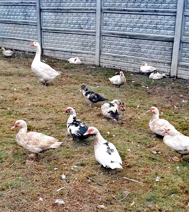 Rate și rățoi 70 lei bucata