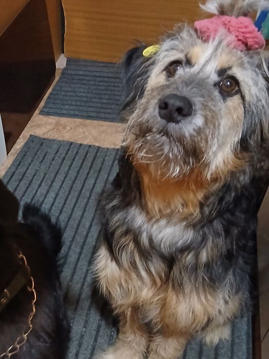 Две крутые девченки ищут ответственных хозяев.