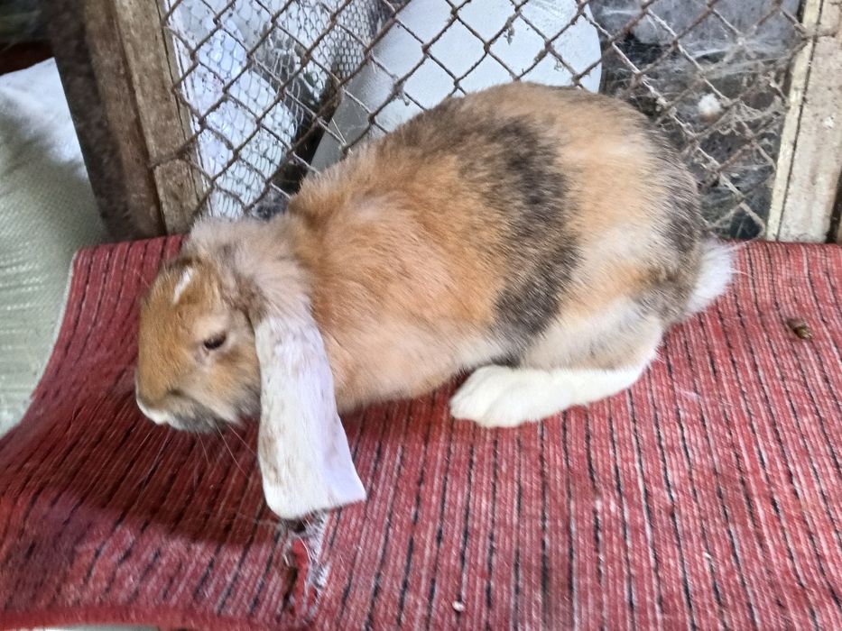 Кролики французский баран