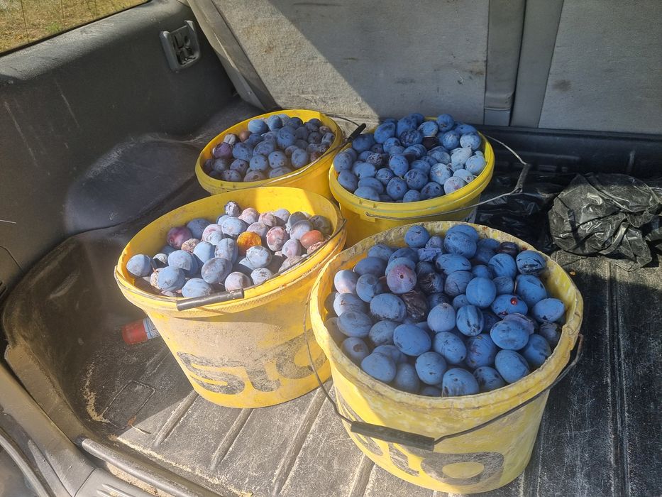 Prune de țuică și masa