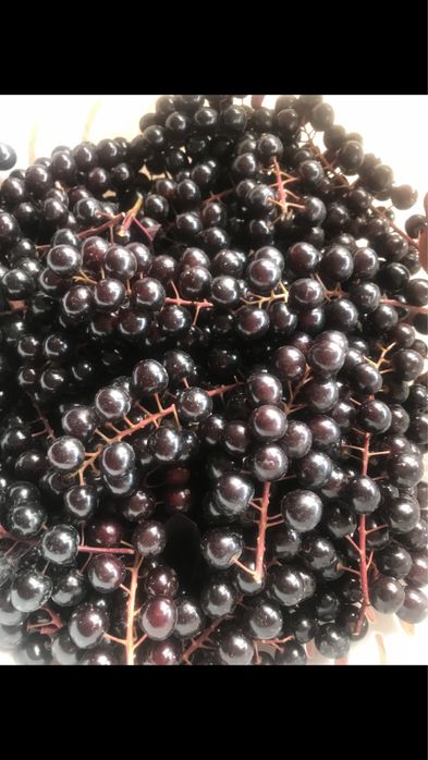 черемуха черная