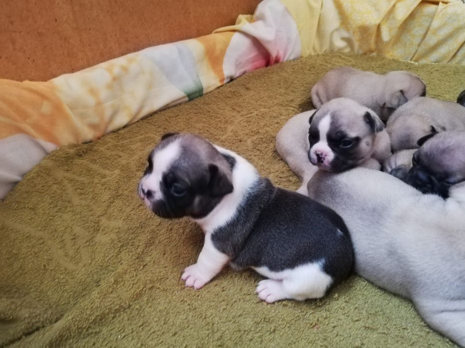 Щенки французского бульдога.