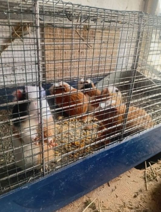 Porcușori de guinea