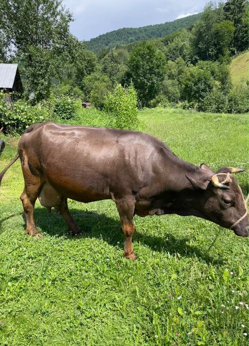 Vacă gestantă de vânzare în 40 săptămâni,are 5 ani