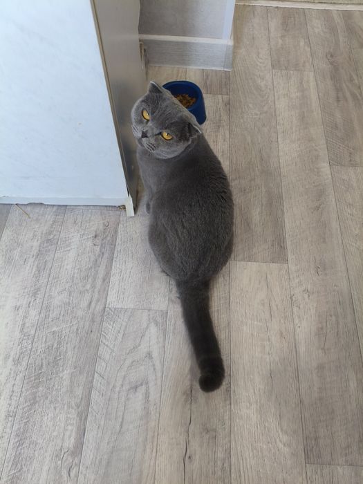 Отдам кошечку породистую в хорошие руки!