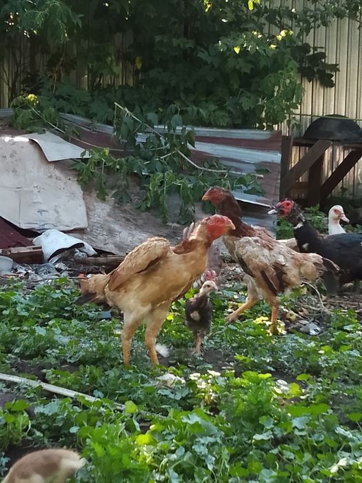 Продам даканов хорошей крови