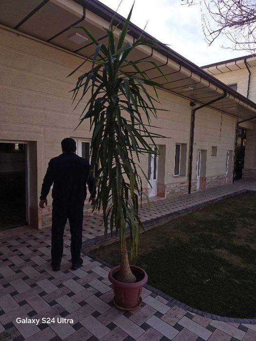 хонаки гул сотилади баландлиги 3м. xonaki gul sotiladi balandligi 3m