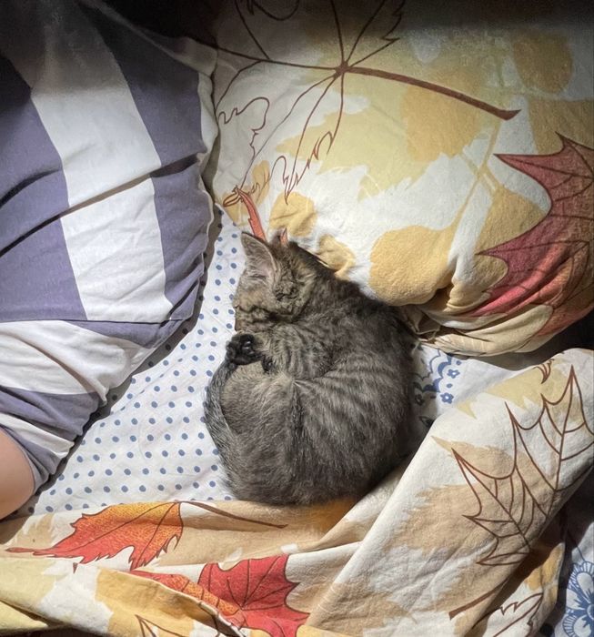 Котенок, 2-3месяца