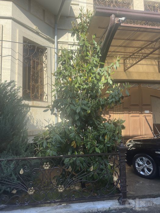 Magnoliya Магнолия