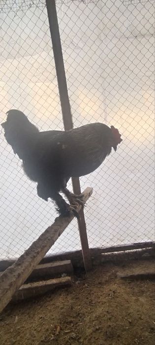 Петухи домашние,породистые