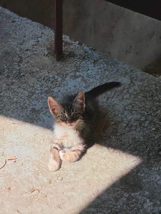 3 Новородени Котета
