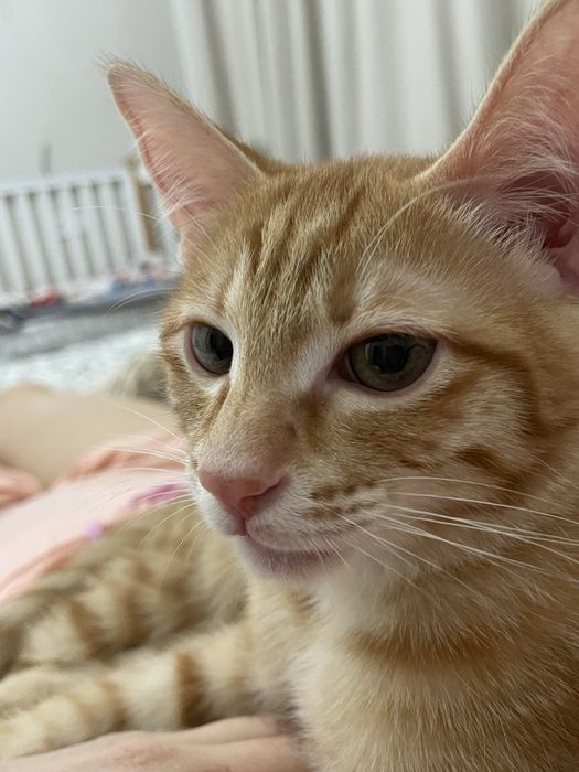 котенок домашнийй 7 месяцев
