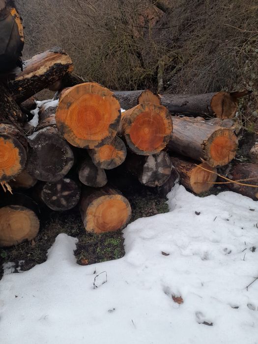 Vand lemne de foc si de lucru - fag, stejar, pin si bile de brad