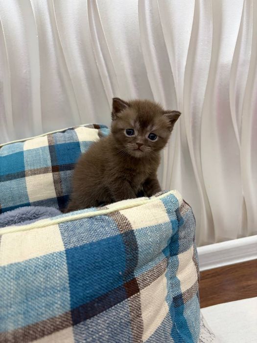 Британские котята