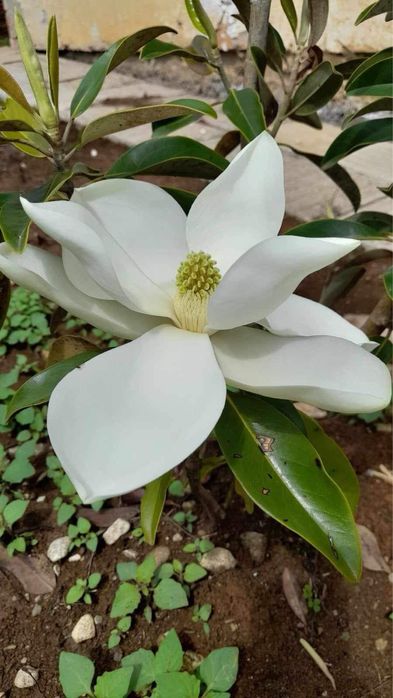 Магнолия Грандифлора(Grandiflora) - вечнозелена