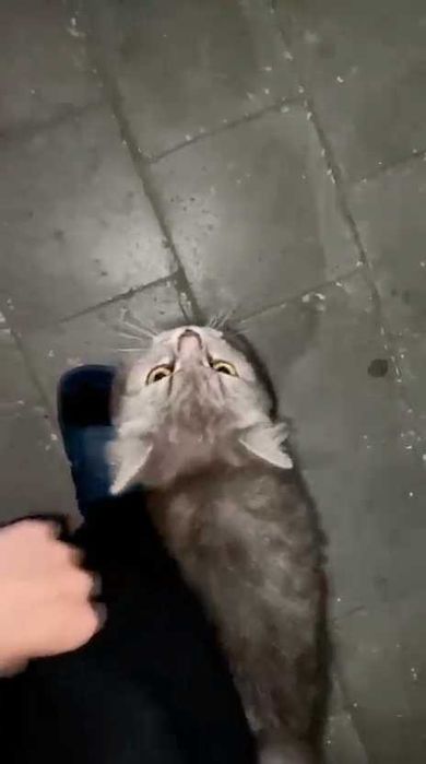 Появилась кошка. Чья?